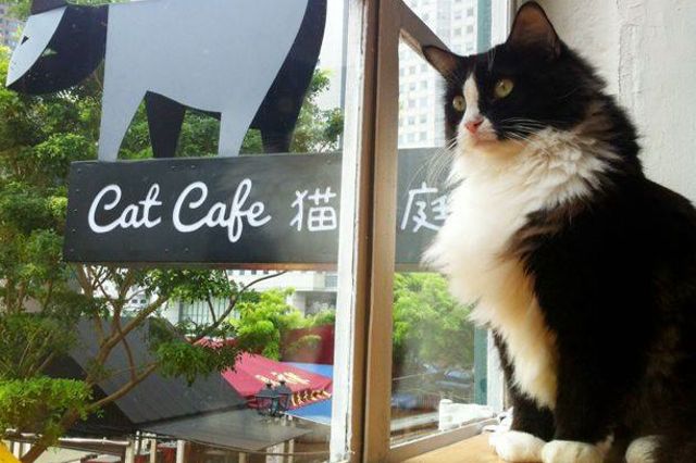 Cat Cafe Neko no Niwa